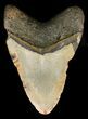 Bargain, Megalodon Tooth - North Carolina #47198-2